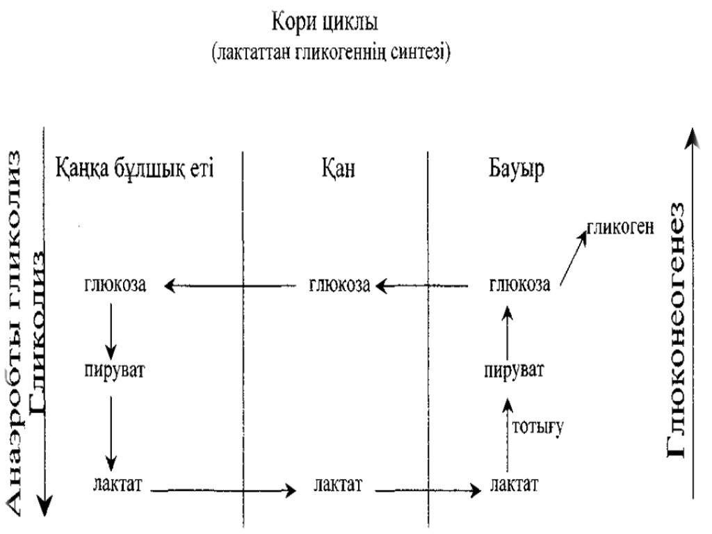 Цикл кори схема