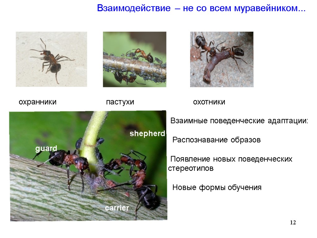 Иерархия муравьев схема в муравейнике