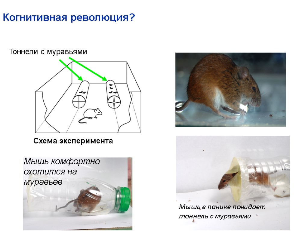 Мышей в идеальные условия. Когнитивная революция. Эксперимент мыши Эволюция. Пример опыта с мышью. Липоиды эксперимент с мышами.