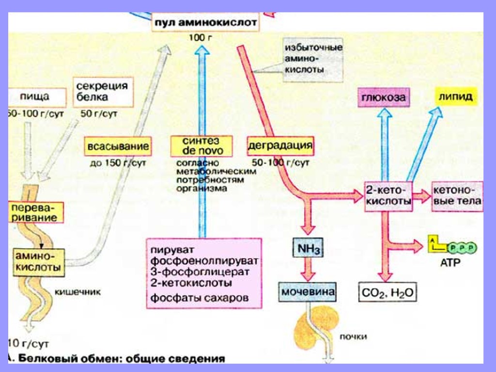 Пул аминокислот. Обмен простых белков и аминокислот. Фонд свободных аминокислот. Свободных аминокислот мозга. Обмен аминокислот и белков в нервной ткани.