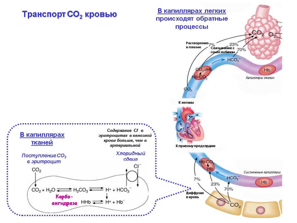 Транспорт газов. Транспорт газов о2 и со2 кровью. Транспорт со2 кровью. Транспорт газов кровью схема. Транспорт со2 кровью биохимия.