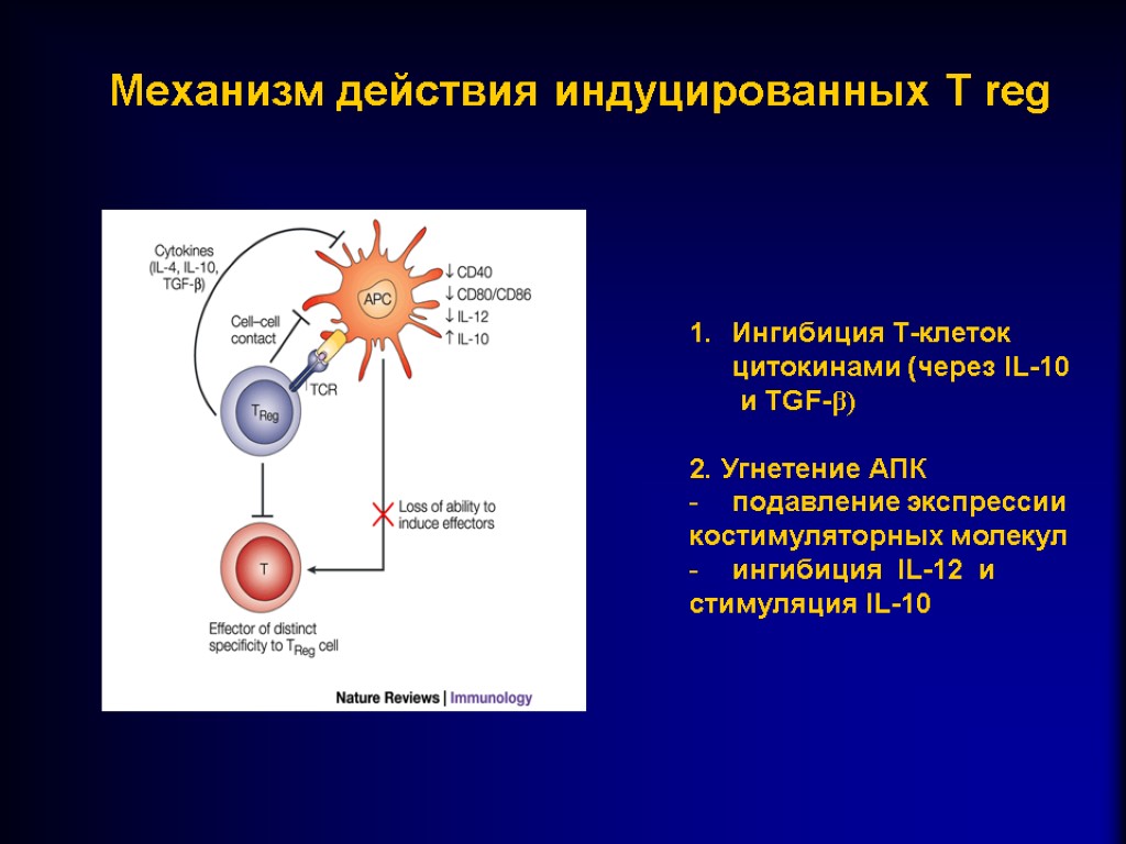 Регуляторные лимфоциты. Т регуляторные клетки иммунология. Регуляторные т клетки механизм иммунология. Treg клетки иммунология.