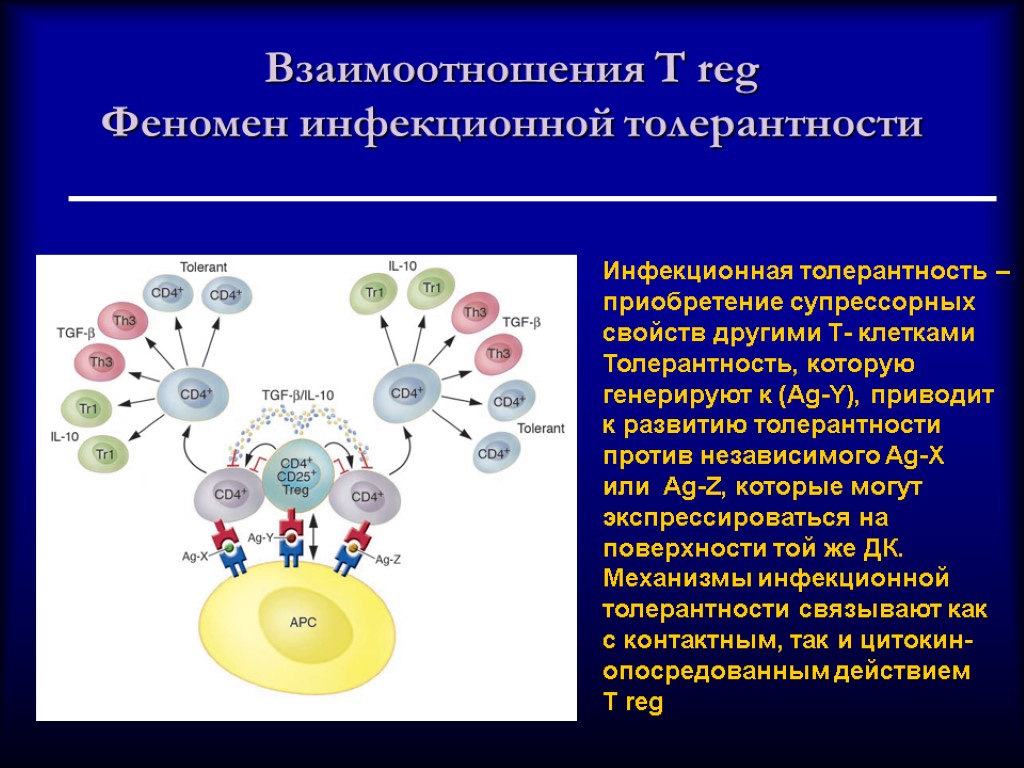 Взаимодействия т. Регуляторные т-клетки. Супрессорные т клетки. Естественные регуляторные т-клетки. Т-reg клетки.