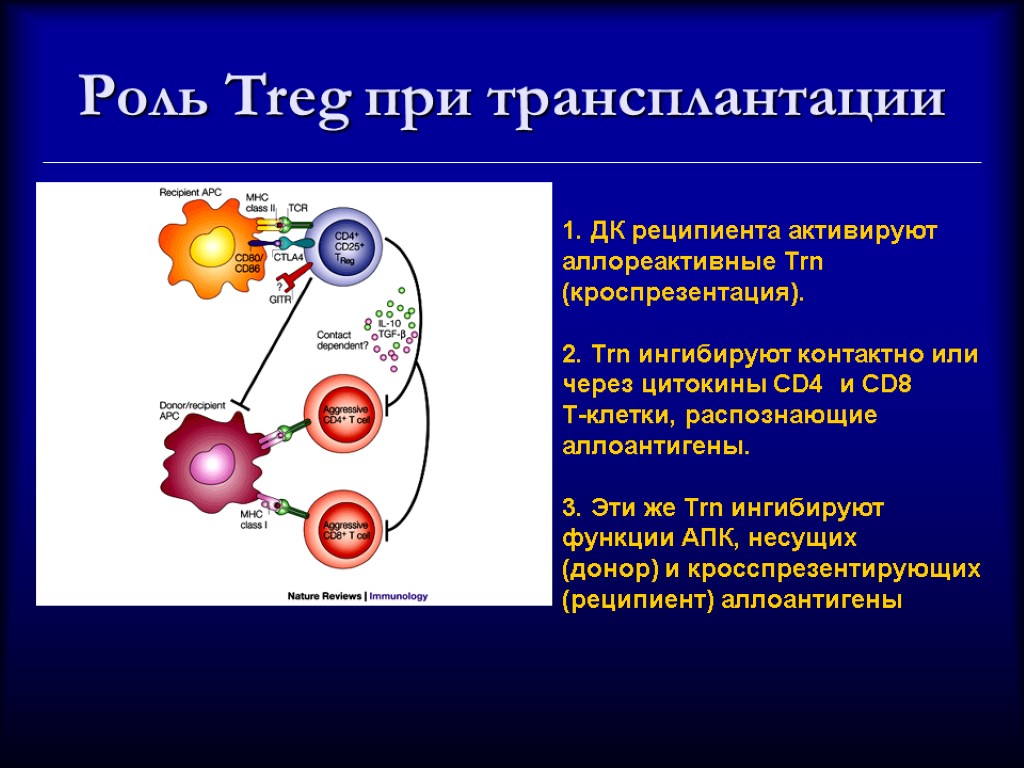 Регуляторные лимфоциты. Регуляторные т-клетки CD. Регуляторные т клетки механизм иммунология. Супрессорные т клетки.