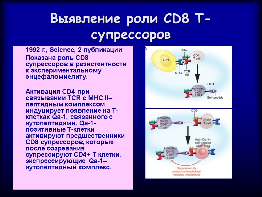 Выявление роли. CD клетки т-супрессоров. Механизм действия t супрессоров. Cd4 т супрессоры. Т супрессоры CD.