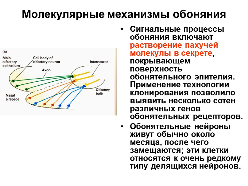 Молекулярные механизмы. Механизм обоняния. Молекулярный механизм восприятия запаха презентациях. Сигнальный механизм.