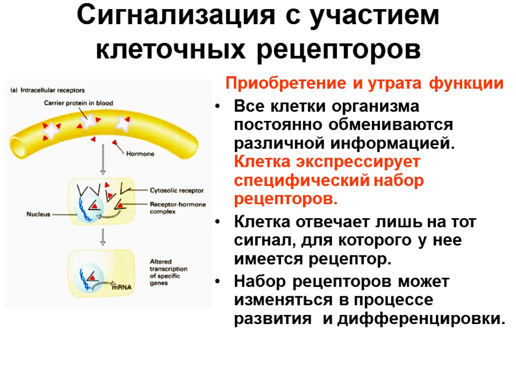 Рецепторная функция. Сигнализация с участием клеточных рецепторов. Строение в клеточного рецептора. Функции клеточных рецепторов. Функции рецепторов клетки.