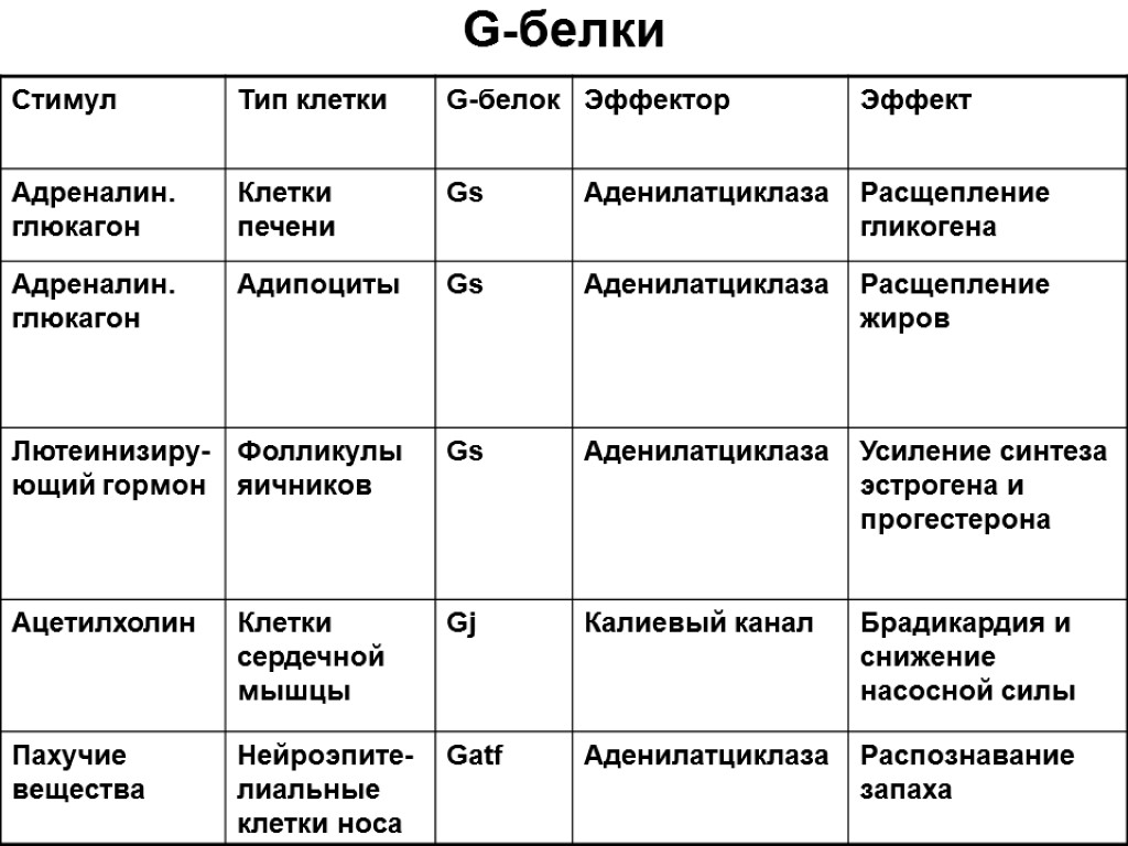 Основные типы белков. Функции g белков. Классификация g белков. Функции g белка. Строение и типы g белка.