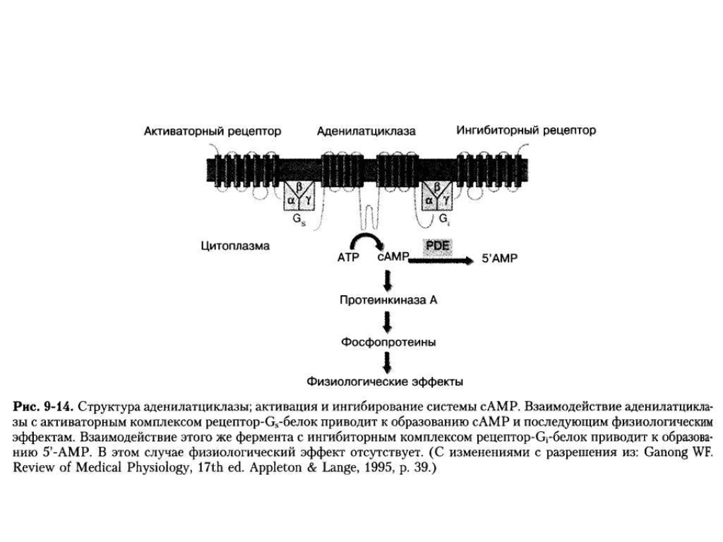 Аденилатциклазная система схема