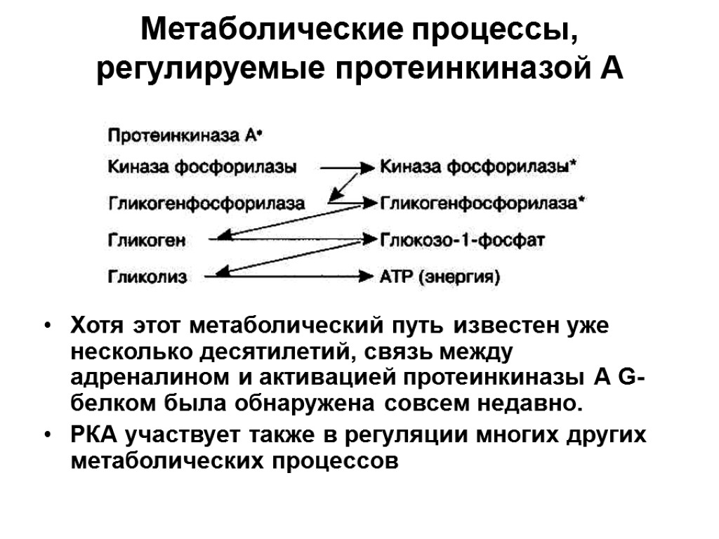 Регулируемые процессы. Метоболистические процессы. Метаболические процессы. Метаболические процессы в организме человека. Виды метаболических путей.