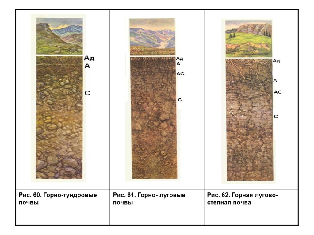 Горные почвы. Горные лугово-степные почвы. Почвенный профиль Горно-луговых почв. Горизонты Горно-тундровых почв. Профиль горных лугово-степных почв.