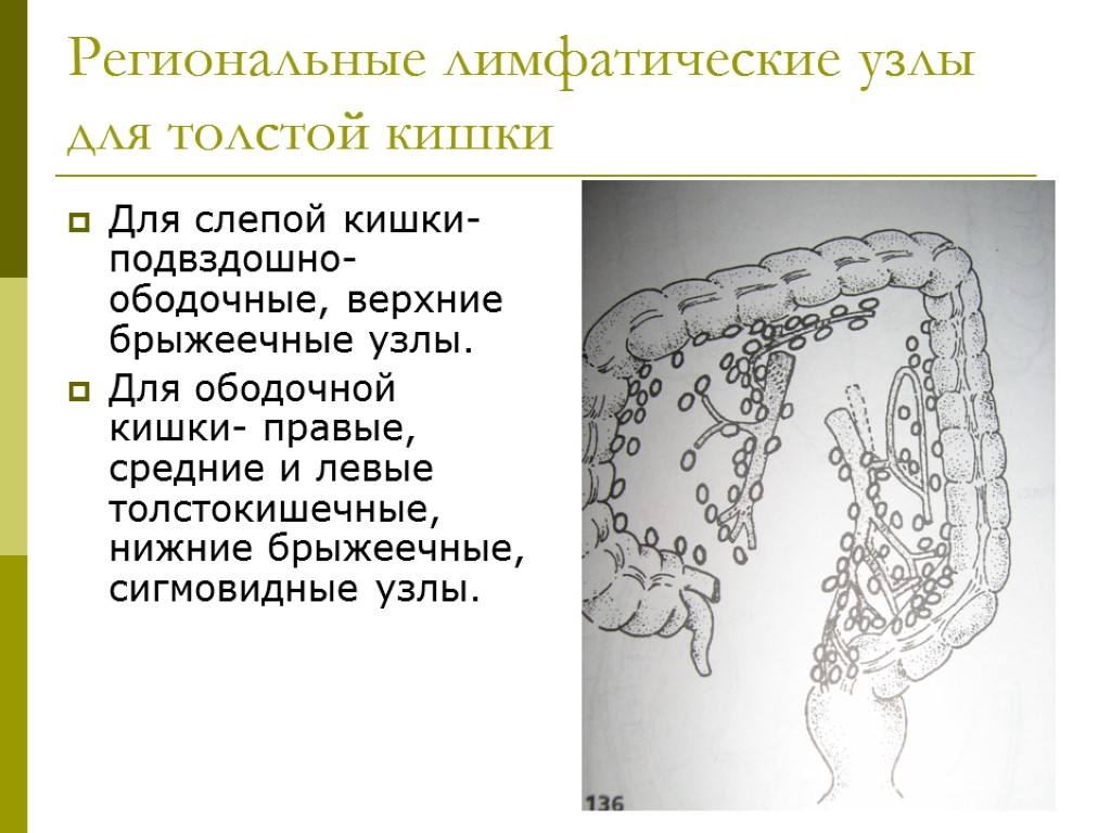 Узелки кишечника. Регионарные лимфоузлы толстой кишки. Региональные лимфатические узлы толстой кишки. Лимфатические узлы Толстого кишечника региональные. Тонкая кишка регионарные лимфоузлы.