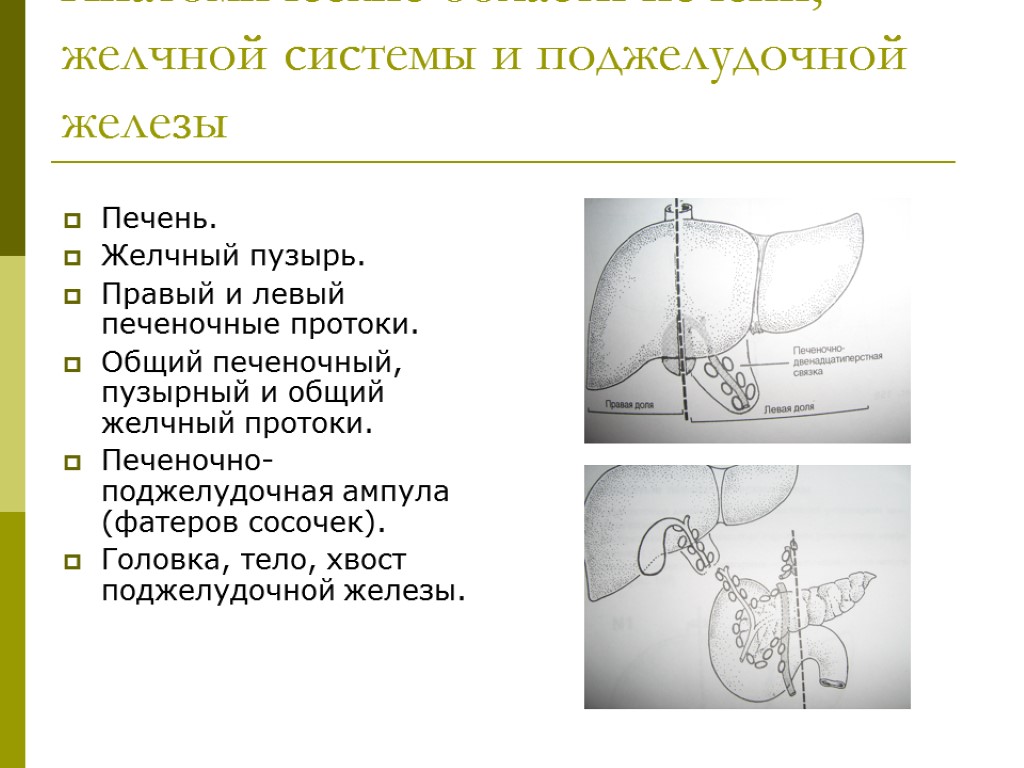 >Анатомические области печени, желчной системы и поджелудочной железы Печень. Желчный пузырь. Правый и левый