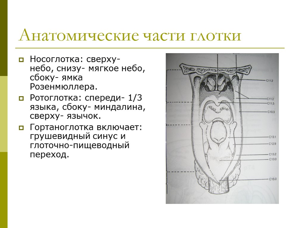 >Анатомические части глотки Носоглотка: сверху- небо, снизу- мягкое небо, сбоку- ямка Розенмюллера. Ротоглотка: спереди-