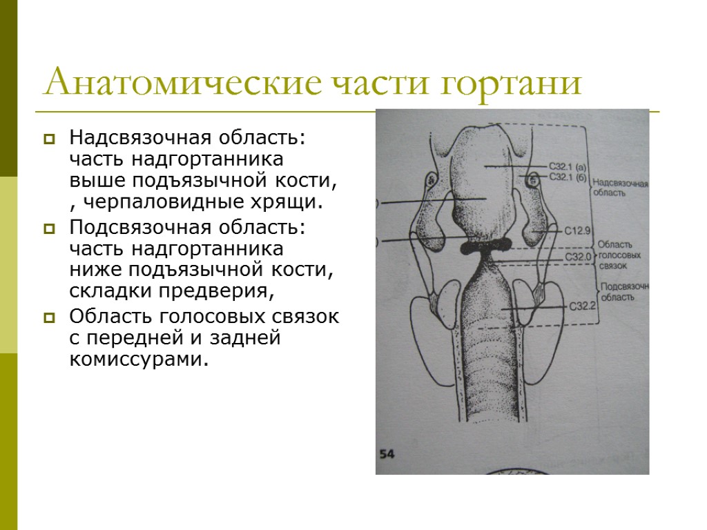 >Анатомические части гортани Надсвязочная область: часть надгортанника выше подъязычной кости, , черпаловидные хрящи. Подсвязочная