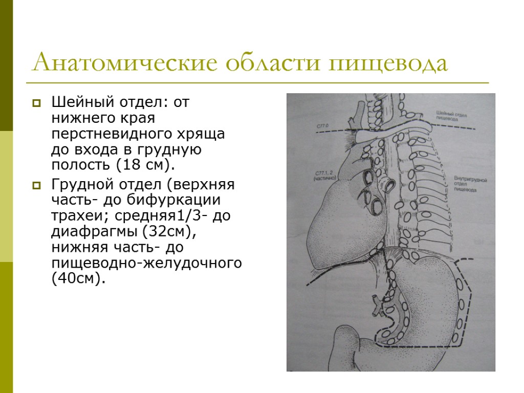 Анатомия областей. Шейный отдел пищевода. Анатомические области пищевода. Перстневидный хрящ и пищевод. Пищевод шейный отдел от.