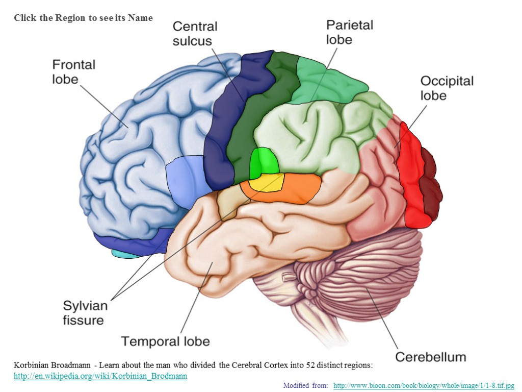 Whole system. Brain Cortex. Temporal Lobe Primary olfactory Cortex. Brain Regions. Cortex Regions.