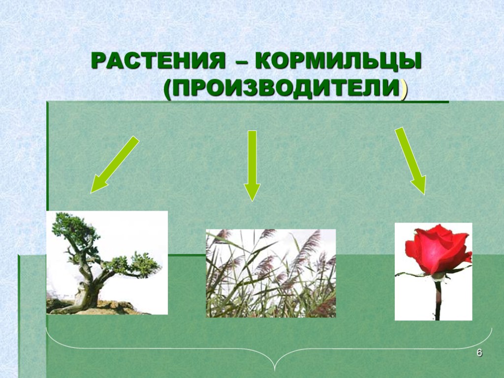 Природные живые вещества. Растения производители. Организмы производители растения. Растения кормильцы. Производители в круговороте веществ.