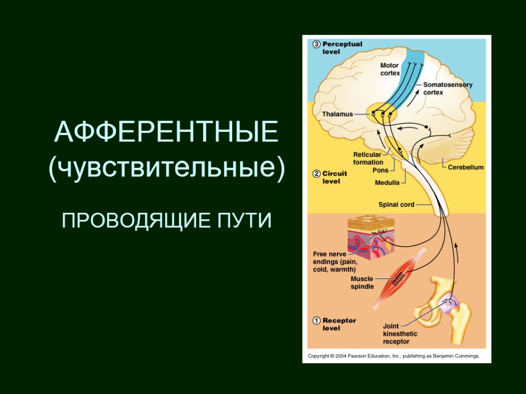 Путь рецептора. Афферентные пути ЦНС. Афферентные проводящие нервные пути. Проводящие пути нервной системы афферентный путь. Афферентные проводящие пути анатомия.