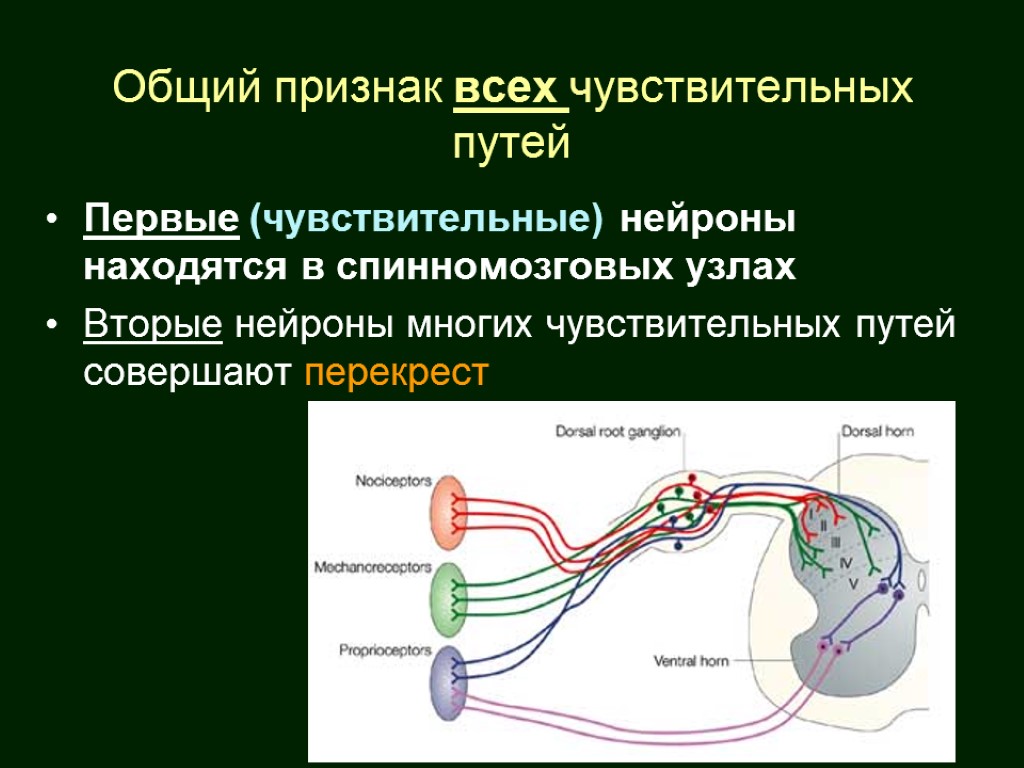 1 чувствительный нейрон. Третий Нейрон чувствительных путей располагается в:. Первые Нейроны чувствительных путей. Чувствительные Нейроны расположены. 2 Нейрон чувствительного пути.