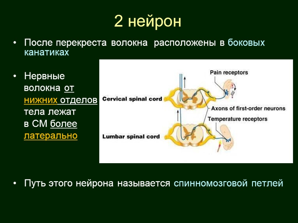 Проводящий нейрон. Второй Нейрон. Путь нейрона. Вторые Нейроны проводящего пути. Перекресты нейронов три нейрона.