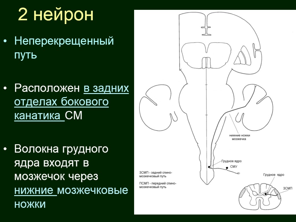 Задне латеральный отдел