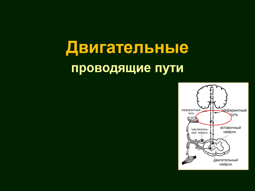 Отметить путь. Двигательные проводящие пути. Проводящие пути двигательного анализатора. Схема двигательных проводящих путей. Проводящие пути презентация.