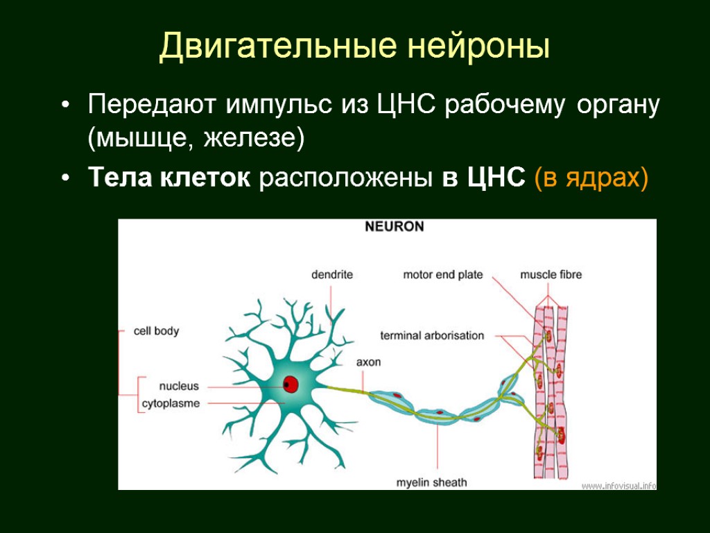Импульс мозг аксон. Нейрон направление передачи импульса. Аксон двигательного нейрона функции. Двигательная нервная клетка. Схема двигательного нейрона.