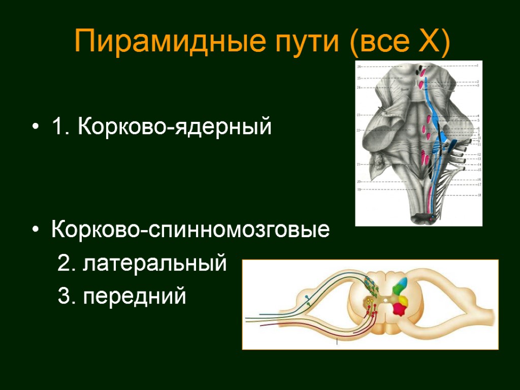 Пирамидный путь. Латеральный и передний корково спинномозговые пути. Передний и латеральный пирамидные пути. Пирамидный путь презентация.