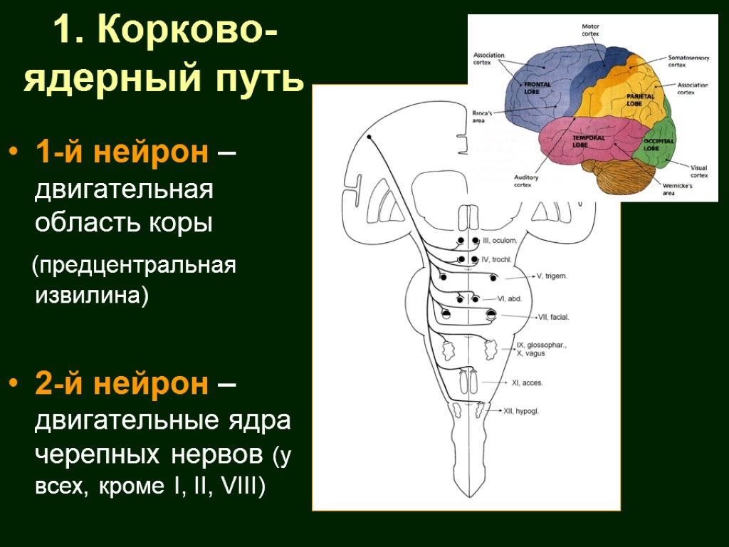 Моторный путь. Пирамидный корково-ядерный путь. Корково ядерный путь неврология. Корково мышечный двигательный путь. Корково ядерный путь схема Нейроны.