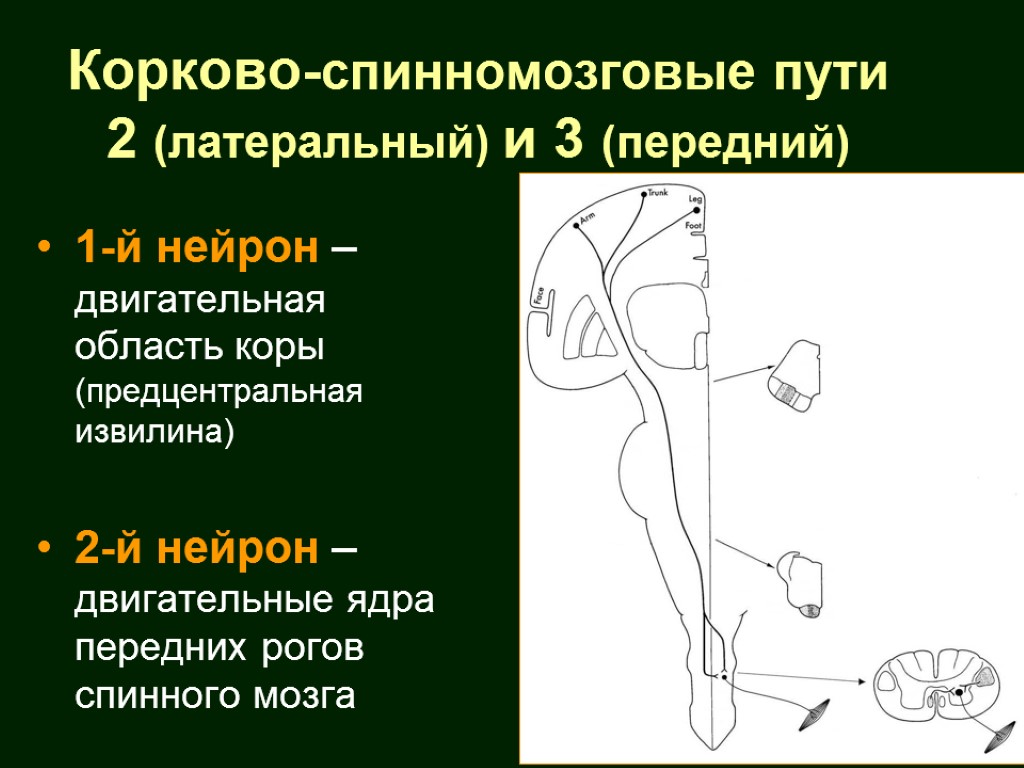 Латеральный корково спинномозговой