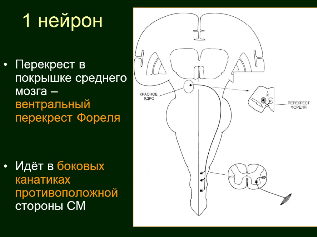 Перекрест. Перекрест покрышки среднего мозга. Проводящий путь в покрышек среднего мозга. Перекрест Фореля. Вентральный Перекрест покрышки.