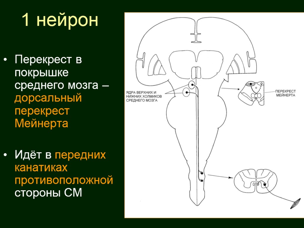 Перекрест. Вентральный Перекрест покрышки среднего мозга. Проводящий путь вентральный Перекрест покрышки среднего мозга. Дорсальный Перекрест покрышки среднего мозга. Проводящий путь, образующий передний Перекрест среднего мозга.