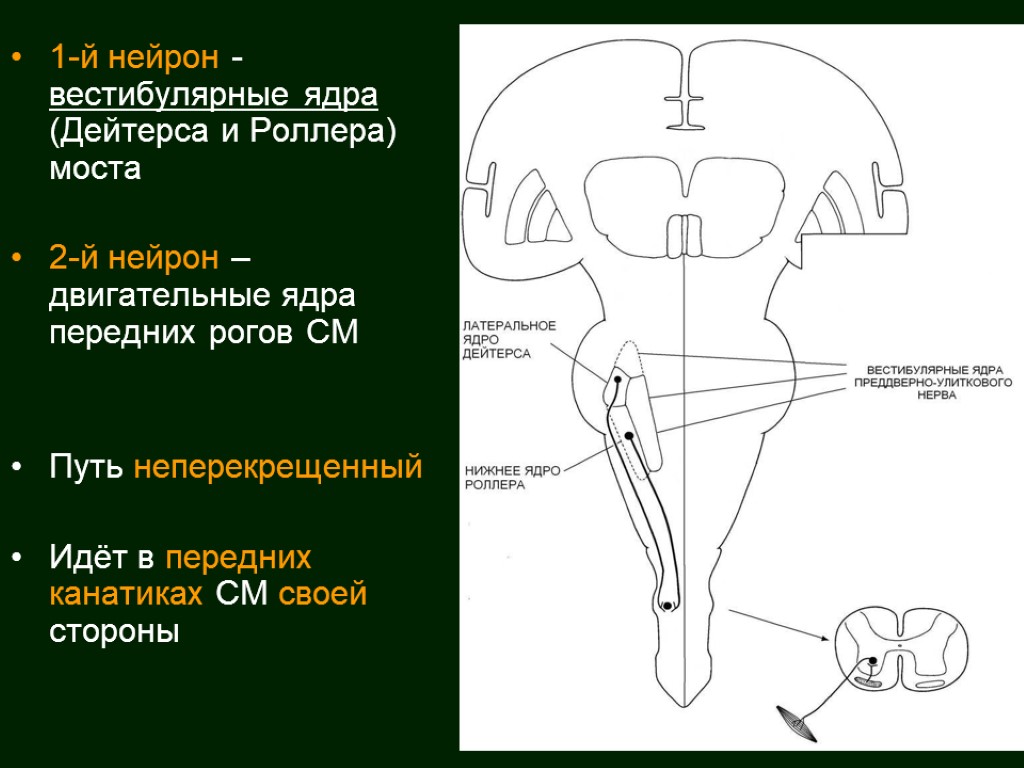 Вестибулярные ядра ствола мозга это вторичный центр