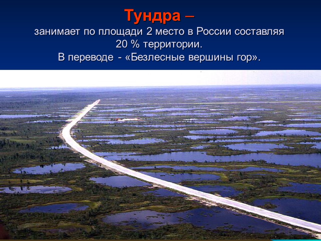 Зона тундр располагается на севере россии. Тундра Безлесная зона. Площадь тундры. Тундра занимает территории России. Занимаемая территория тундры.