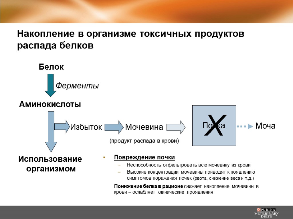 Выведение продуктов распада из организма