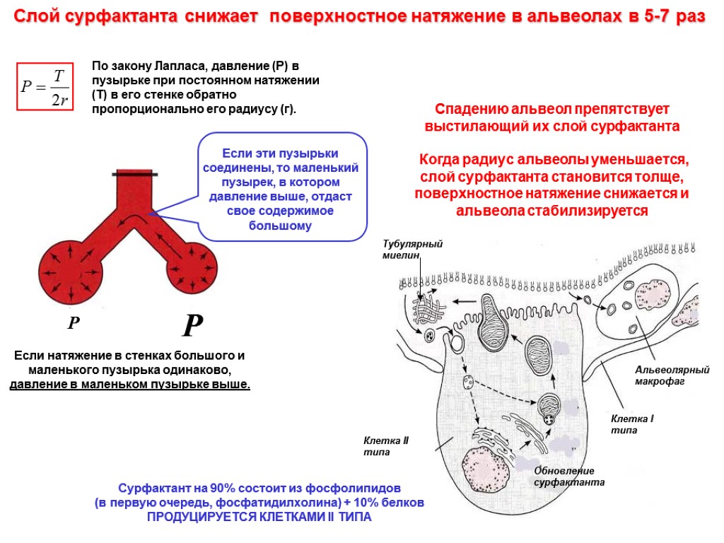 Слипанию стенок альвеол препятствует