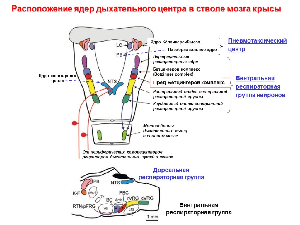 Расположение ядра