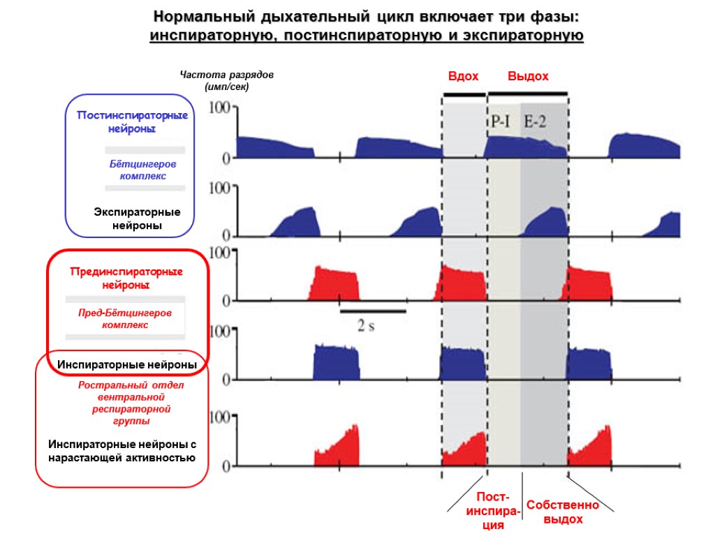 Дыхание дыхательный цикл. Дыхательный цикл. Основные фазы дыхательного цикла. Дыхательный цикл схема. Дыхательный цикл физиология.
