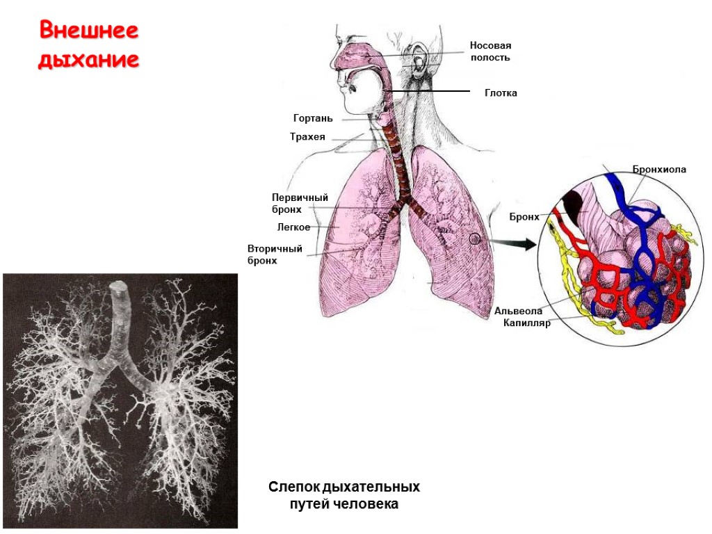 Носовая полость трахея бронхи легкие. Бронхи физиология. Внешнее дыхание физиология. Легкие физиология дыхания.