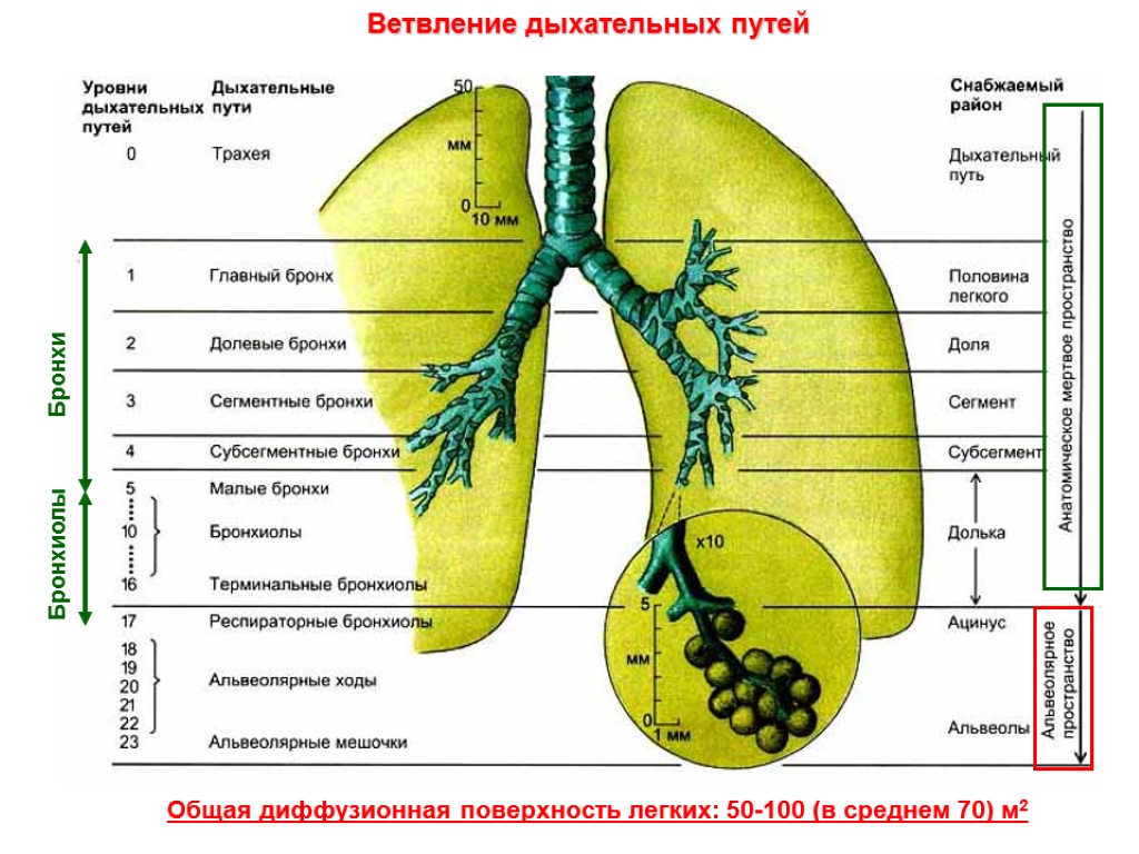 Ветвление крупных бронхов происходит в органе который обозначен на рисунке буквой