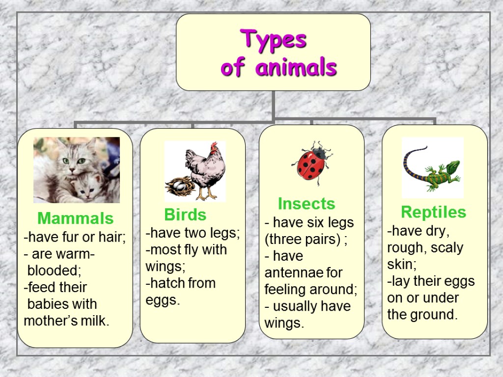 Do you like animals. Animals презентация. Types of животных. Animals 3 класс. Types of animals for Kids.