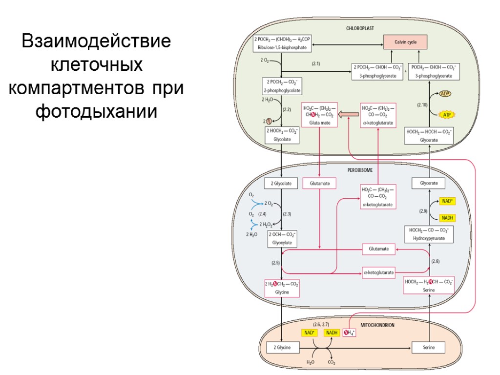 Фотодыхание это. Фотодыхание и фотосинтез. Фотодыхание схема. Взаимодействия клеточных компартментов при фотосинтезе. Пероксисомы фотодыхание.