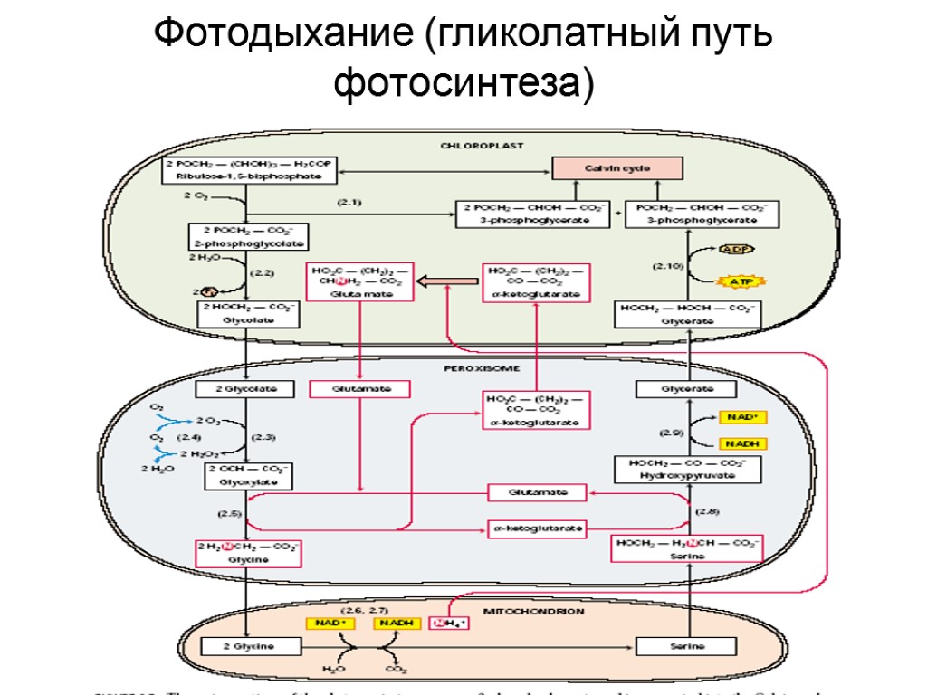 Фотодыхание это. Фотодыхание и гликолатный путь. С2 путь фотосинтеза. Гликолатный цикл фотосинтеза. Фотодыхание гликолатный цикл.