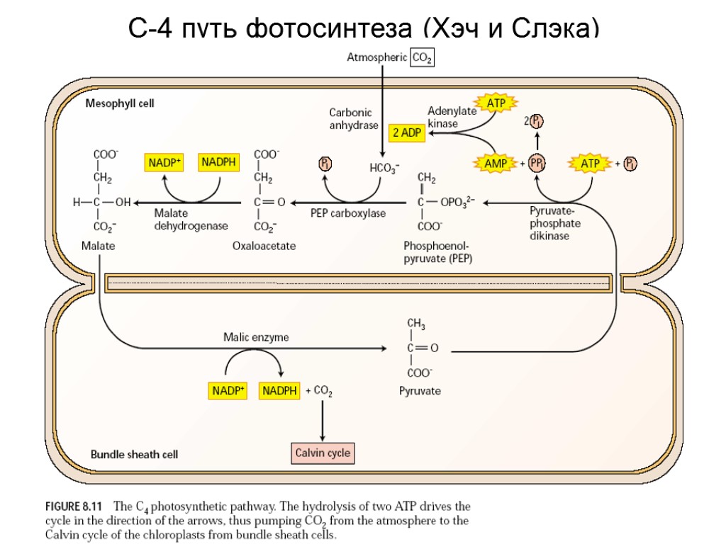 Побочным продуктом реакции фотосинтеза является