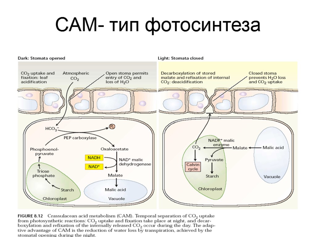 Правильная последовательность процессов фотосинтеза. С3 с4 сам фотосинтез. Типы фотосинтеза с3 с4. С4 Тип фотосинтеза. С3 с4 и cam фотосинтез.