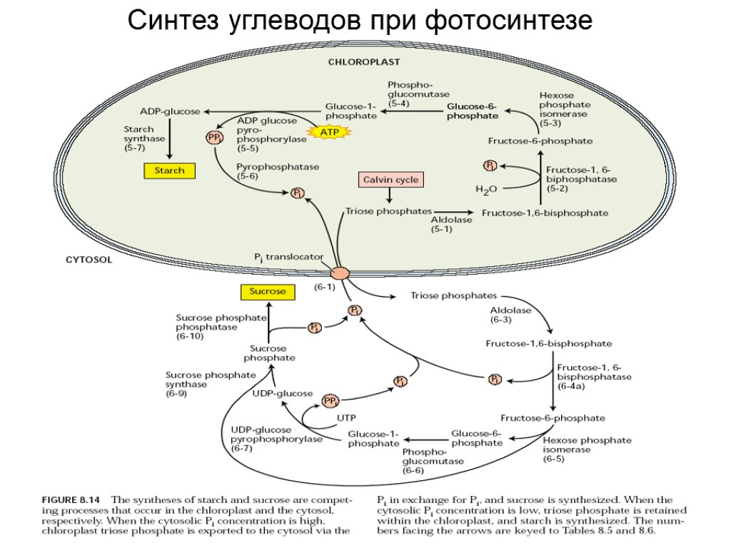 Можно синтез. Углеводы при фотосинтезе синтезируются из. Фотосинтез Синтез углеводов. Синтез углеводов при фотосинтезе. Биосинтез углеводов фотосинтез кратко.