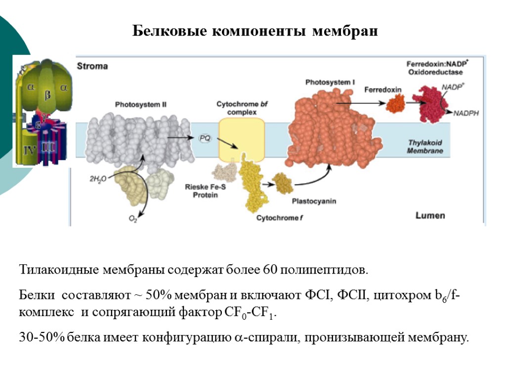 Компоненты мембраны