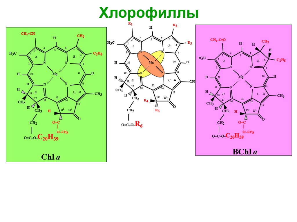 Особенности хлорофилла. Строение хлорофилла. Пигмент хлорофилл. Структура молекулы хлорофилла. Структура молекулы хролофила.