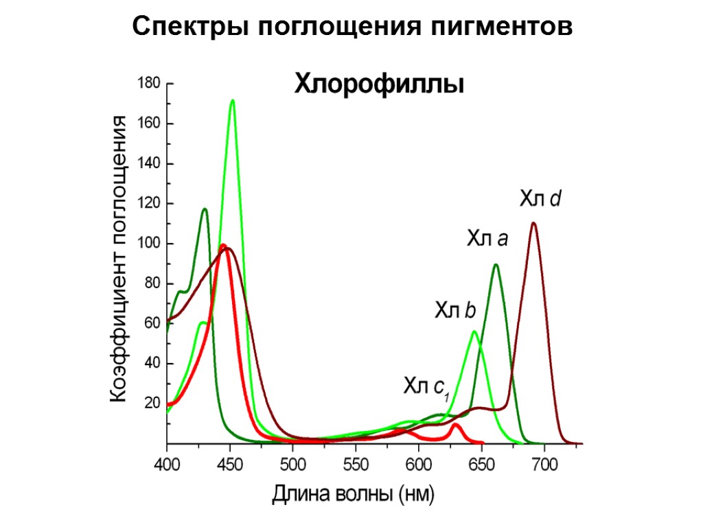 Хлорофиллы поглощают свет. Спектры поглощения пигментов фотосинтеза. Спектр поглощения пигмента хлорофилла. Спектры поглощения пигментов растений. Спектры поглощения фотосинтетических пигментов.